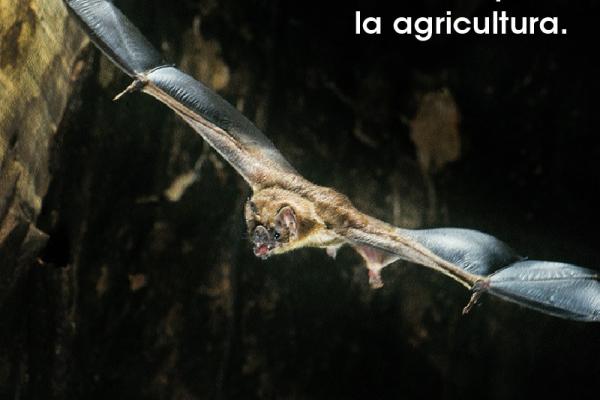 Los Murciélagos